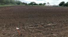 BZN replicatory site in Makó, South-East Hungary, before planting