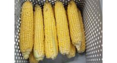 BZN replicatory site in Makó, South-East Hungary, harvested corn cobs (Treatment 9: MK3)