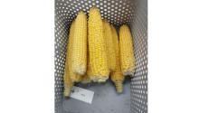 •	Title: BZN replicatory site in Makó, South-East Hungary, harvested corn cobs (Treatment 3: BAYBIO-Premier)