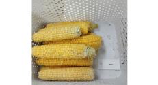 BZN replicatory site in Makó, South-East Hungary, harvested corn cobs (Treatment 9: MK3)