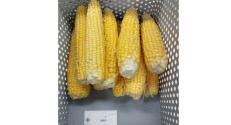 BZN replicatory site in Makó, South-East Hungary, harvested corn cobs (Treatment 8: MK2)