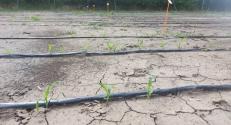 BZN replicatory site in Makó, South-East Hungary, growing plants