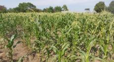 HU_BZN_field_trial_corn_7.jpg