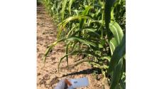BZN replicatory site in Makó, South-East Hungary, evaluation of the plants (Treatment 10: MK4)