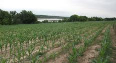 HU Transdanubia Living Lab demonstration, corn field trial