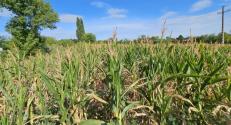 HU Transdanubia Living Lab demonstration, corn field trial