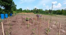 HU Transdanubia Living Lab demonstration, tomato planting