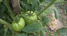 HU Transdanubia Living Lab demonstration, growing tomato