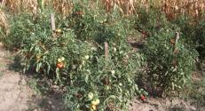 HU Transdanubia Living Lab demonstration, tomato before harvest