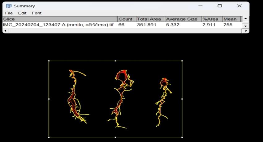 Determining plant root area with ImageJ app (4.7.2024)