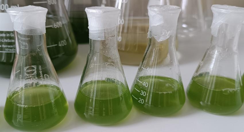 Microalgae grown on biogas plant digestate (17.7.2024)