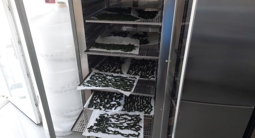 Microalgae drying process (18.7.2024)