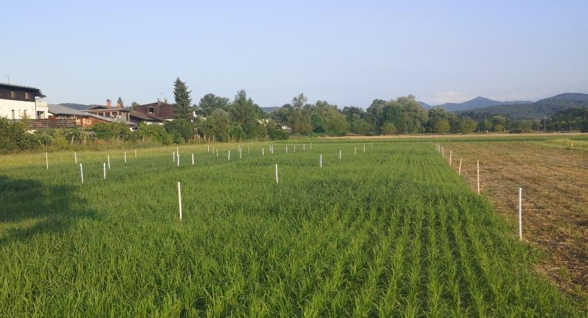 Proso millet at UL BF test site (18.7.2024)