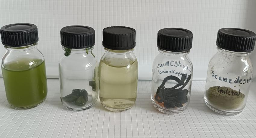 Scenedesmus sp. for plant biostimulation (8.10.2024)