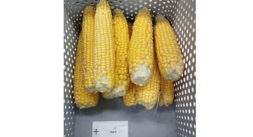 BZN replicatory site in Makó, South-East Hungary, harvested corn cobs (Treatment 8: MK2)