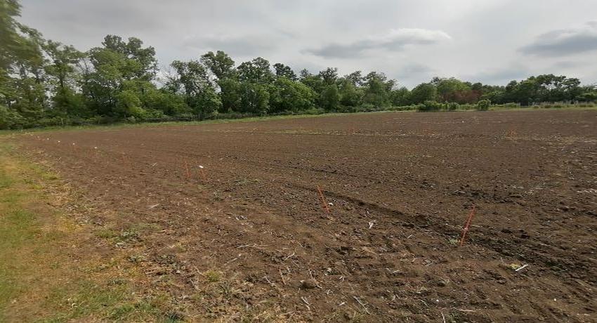 BZN replicatory site in Makó, South-East Hungary, before planting