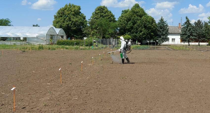 BZN replicatory site in Makó, South-East Hungary, during treatments