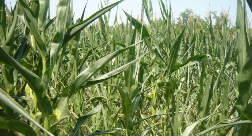 HU Transdanubia Living Lab demonstration, corn field trial