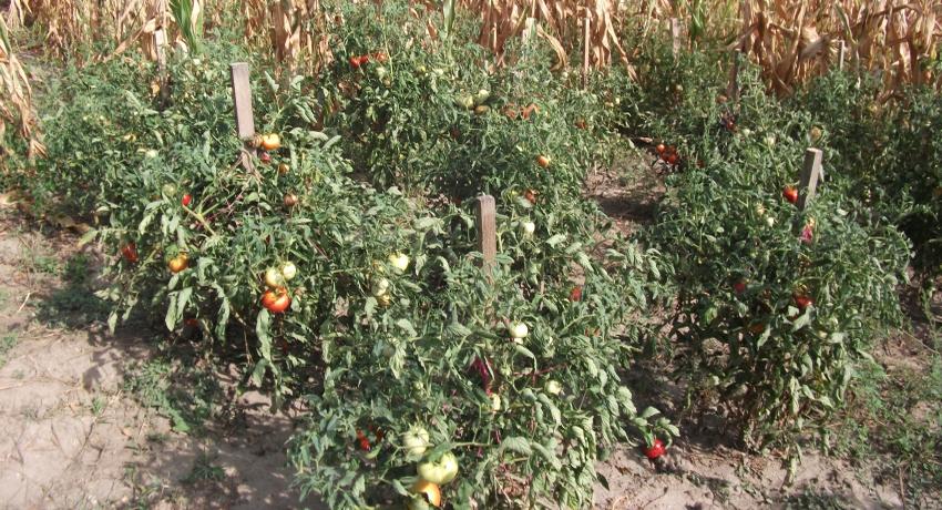 HU Transdanubia Living Lab demonstration, tomato before harvest